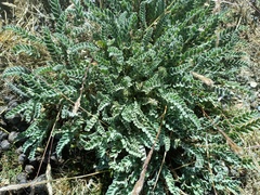 Astragalus arequipensis