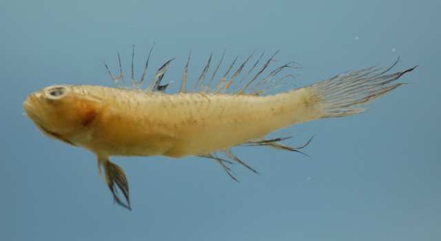 Ragged goby (Bollmannia communis) — Gobiidae