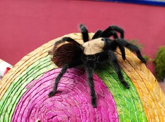 Brachypelma albiceps