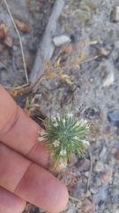 Navarretia intertexta