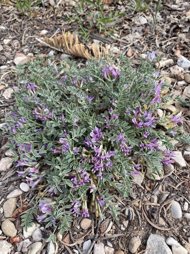 Image of Astragalus concordius by (c) Matt Berger, some rights reserved (CC BY)