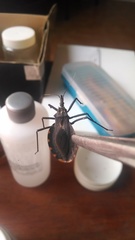 Triatoma bassolsae