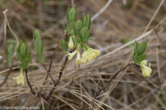 Lonicera villosa
