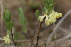 Lonicera villosa