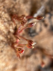 Juncus bryoides