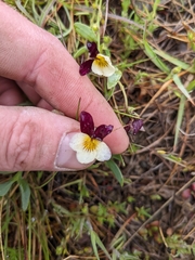 Viola hallii