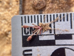 Juncus bryoides