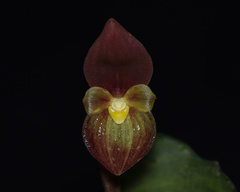 Pleurothallis latipetala