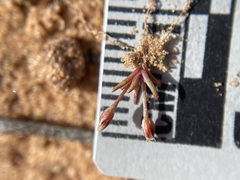 Juncus bryoides