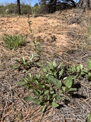 Penstemon humilis obtusifolius