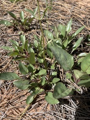 Penstemon humilis obtusifolius