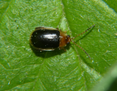 Capraita circumdata