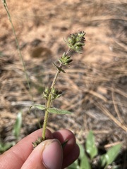 Penstemon humilis obtusifolius