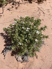 Leptosiphon nuttallii