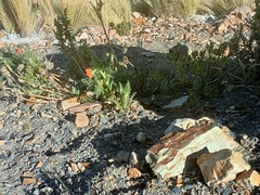 Caiophora chuquitensis