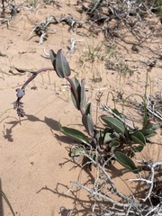 Penstemon pachyphyllus congestus