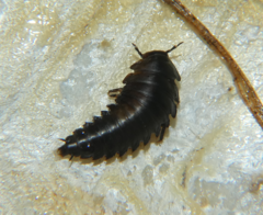 Necrophila americana