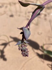Penstemon pachyphyllus congestus