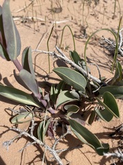 Penstemon pachyphyllus congestus