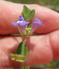 Scutellaria parvula