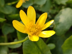 Ficaria verna