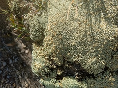 Pycnophyllum