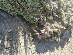 Astragalus peruvianus