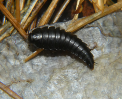 Necrophila americana