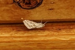 Evergestis vinctalis