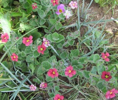 Jamesbrittenia breviflora