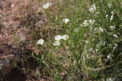 Calystegia longipes