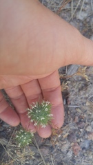 Navarretia intertexta