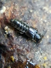 Thinodromus
