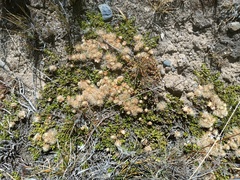 Baccharis