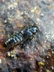 Thinodromus