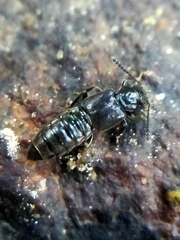 Thinodromus