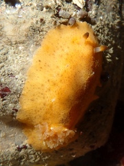 Geitodoris capensis