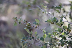 Cercocarpus minutiflorus