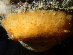 Geitodoris capensis
