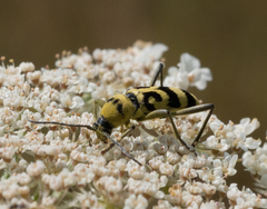 Chlorophorus varius