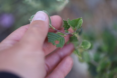 Cercocarpus minutiflorus