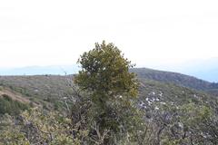 Phoradendron leucarpum tomentosum
