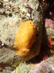 Geitodoris capensis