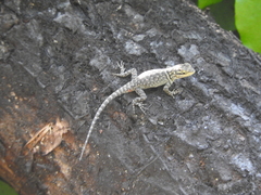 Sceloporus minor cyaneus