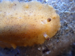 Geitodoris capensis