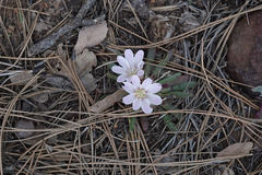 Lewisia brachycalyx