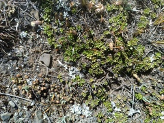 Baccharis