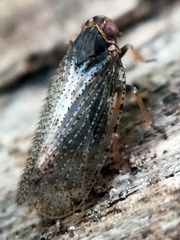 Tachycixius