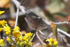 Erynnis meridianus