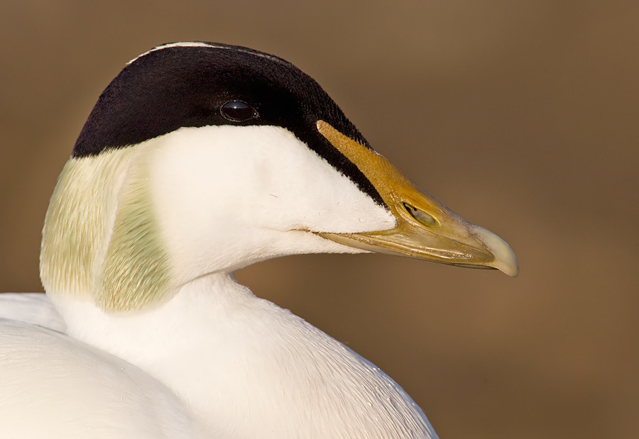 Typical Eiders